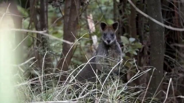 استكشف عالم حيوان الكنغر | حقائق غريبة ومثيرة عن حيوان الكنغر смотреть онлайн