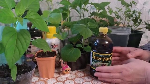 Вся Рассада Станет Крепкая И Мощная От Этой Подкормки!