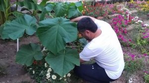 Павловния.Павлония.Паулония.9503гибрид