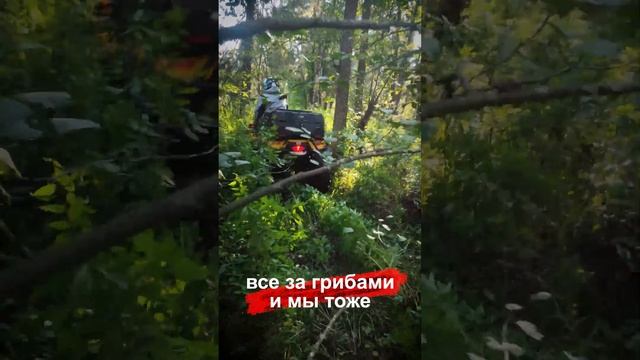 Все за грибами и мы тоже... на квадрике #atv #квадроциклы смотреть онлайн