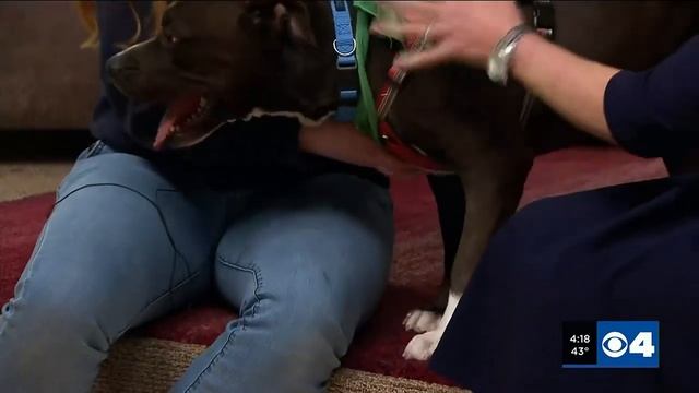 Acer is the Purina Pet of the Week! смотреть онлайн