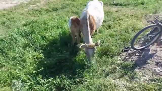 МОЛБОЗОРИ н, ФАРХОР ГОВ БА МОШИН АЛИШАК ШУД апреля 2021 г. смотреть онлайн