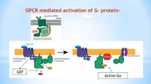 cell signaling: cell surface receptors, GPCR or G protein coupled receptor signaling [chapter 1]