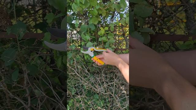 Cекатор садовый с храповым механизмом GREEN GARDEN 3140-1