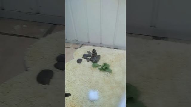 Уход за солдатиками+террариум смотреть онлайн