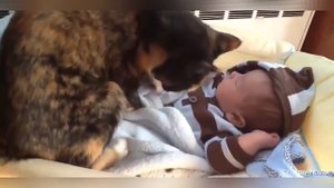 Смешные животные #4 (Коты защищают детей).