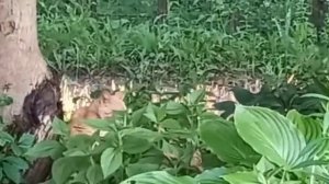 #Выйду на улицу, гляну на село   девки гуляют и мне #весело!