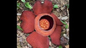Rafflesia Hunt in Thailand, Khao Sok