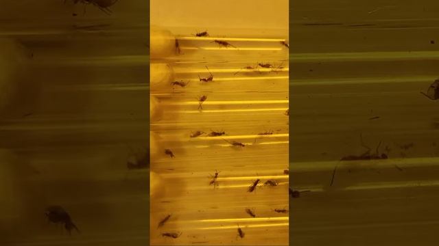 Seed-Feeding Chalcid Wasps Are Emerging from Seeds in Rosa Fruits. #entomology #insects