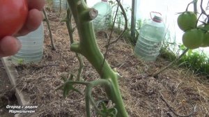 Томат ПИНК ПАРАДАЙЗ. Плохое растение, но отличный вкус.