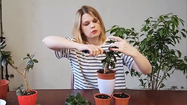 Грошове дерево: як обрізати, догляд, пересадка, розмноження.