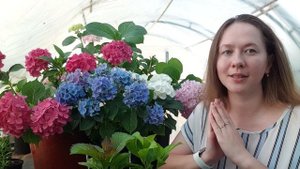 Особенности изменения цвета у крупнолистных гортензий