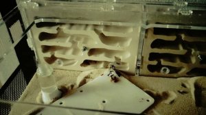 Переселение колонии муравьев из инкубатора в формикарий