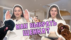 ПОСМОТРИ ПРЕЖДЕ ЧЕМ ПОКУПАТЬ СОБАКУ! ЩЕНОК ПРИСМЕРТИ, ОГРОМНЫЕ ТРАТЫ НА ЛЕЧЕНИЕ, ИНФЕКЦИИ, РАЗВОДНЯ