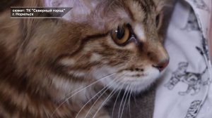 Программа "Главные новости" на 8 канале от 27.11.2024 Часть 2