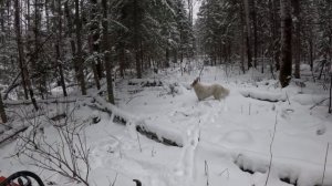 подвела пила, но соболь добыт
