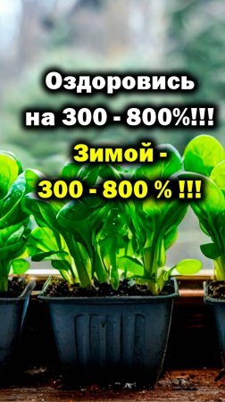 Все, все подробно! Зелень на 300-800% полезней! БашИнком