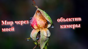 Мир через объектив моей камеры