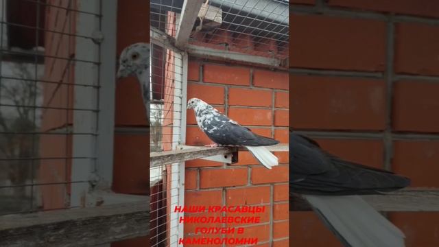 🔥🔥🔥 Наши красавцы. Николаевские голуби в Каменоломни.