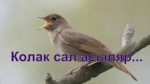 Нафкат Нигматуллин.Тыңлачы сандугач....