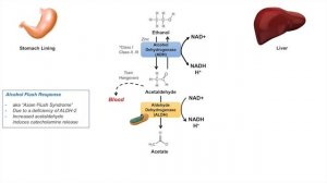 Ethanol Absorption and Metabolism | Alcohol Metabolism Pathway