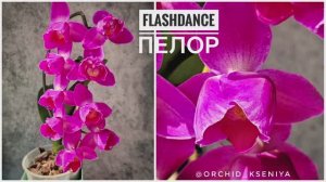 Phal. FlashDance peloric 🌷 Домашнее цветение красивого голландского пелора орхидеи Флешдэнс | Обзор