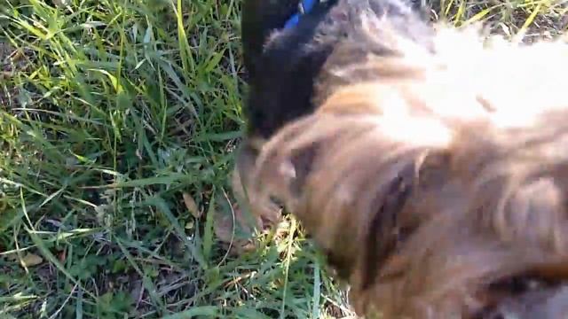 Мои мальчики и одуванчики. смотреть онлайн