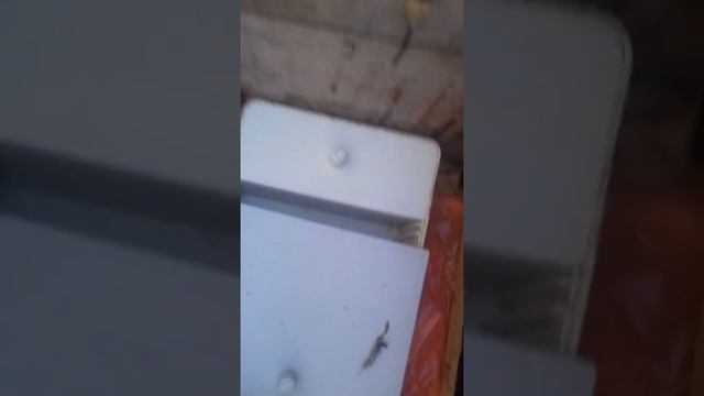 Сироп с ТИМОЛОМ пчелы уже выпили смотреть онлайн