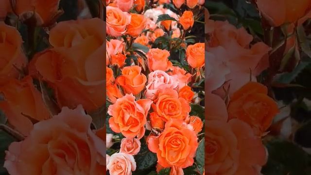 Аллегрия     #питомникроз #садовыерозы #розыпочтой смотреть онлайн