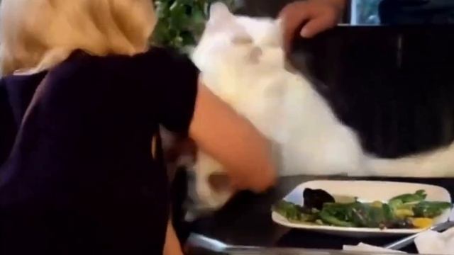 Нейросети показали развязку мема, которую мы все так ждали: они все-таки подрались смотреть онлайн