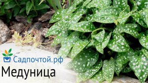 Медуница сахарная, Pulmonaria saccharata яркий, цветущий многолетник