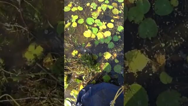 охота с рогатки на баса #рыбалкасрогаткой #slingshotfishing #охотанарогатку #chingu #чингу смотреть онлайн