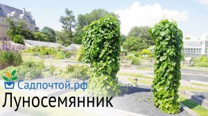 Луносемянник даурский - редкая и надежная зимостойкие лиана