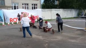 19.08.2017.VELIKIY NOVGOROD.SPECIALITY DACHSHUND SHOW.BEST 4 GROUP.JUDGE JOANNA ADAMOWSKA