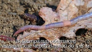 Дождевой червь. Интересно знать #дождевойчервь #факты #животные #черви