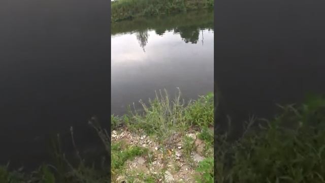 охота на баса #slingshotfishing #рыбалкасрогаткой#бас#чингу#chingu#bowfishing #охотанарогатку#охота смотреть онлайн