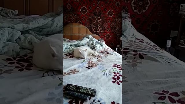 6 августа 2018 года 16:27:48 (мск)