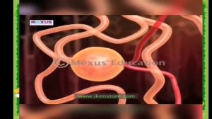 Биология 8-класс. Болуп чыгаруу системасы.