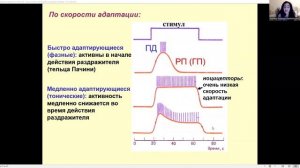 Нормальная физиология - Сенсорные системы (Шишелова)