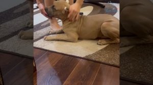 Щенки АПБТ (питомник "ПитЛайн", д.р.14.07.2024)