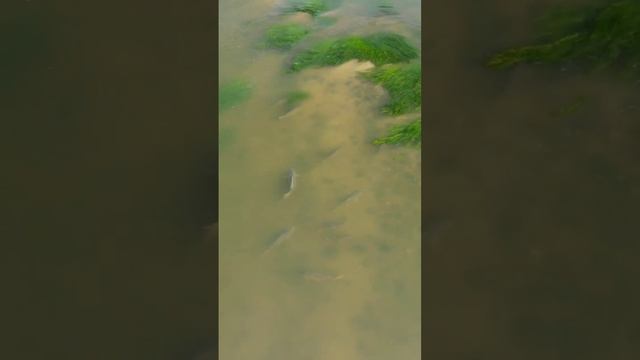 в поисках сазана,ищу новые локации(охота с рогаткой) #рыбалкасрогаткой #slingshotfishing #чингу смотреть онлайн