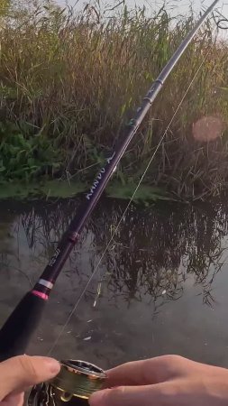 Жадная поклёвка осенней щуки #norstream #fishing #рыбалка #спиннинг