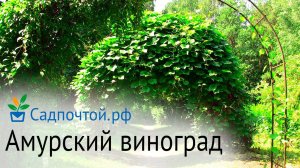 Виноград амурский - зимостойкая декоративная лиана, использование и выращивание.