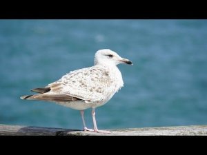 Кемер Отель Ozkaymak Marina . Пляж