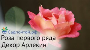 Роза первого ряда -  "Декор Арлекин". Эффектное и длительное цветение, быстрый рост и зимостойкость