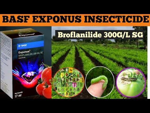 EXPONUS INSECTICIDE | BASF EXPONUS |Broflanilide | Contact Insecticide