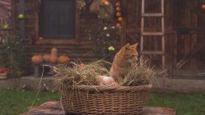 Kənd Həyatı.  Making Pumpkin Pasta and Paste  Rustic Village Recipe