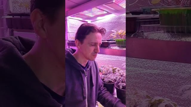 Съедобный цветок настурция