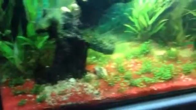 Aqarium Biotop 2013 Teil 2 смотреть онлайн