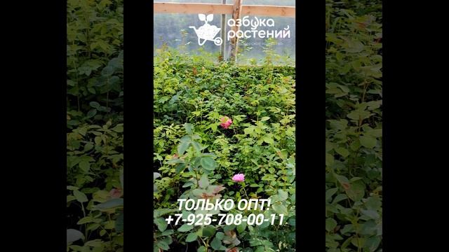 Розы завязали бутоны в большой теплице. смотреть онлайн